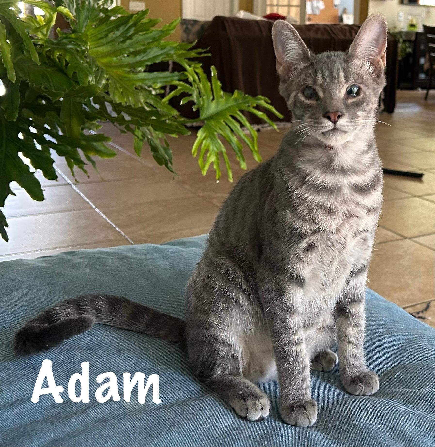 Enlarge Adam, a Adoptable Domestic Short Hair in Pawleys Island, SC image 1/1