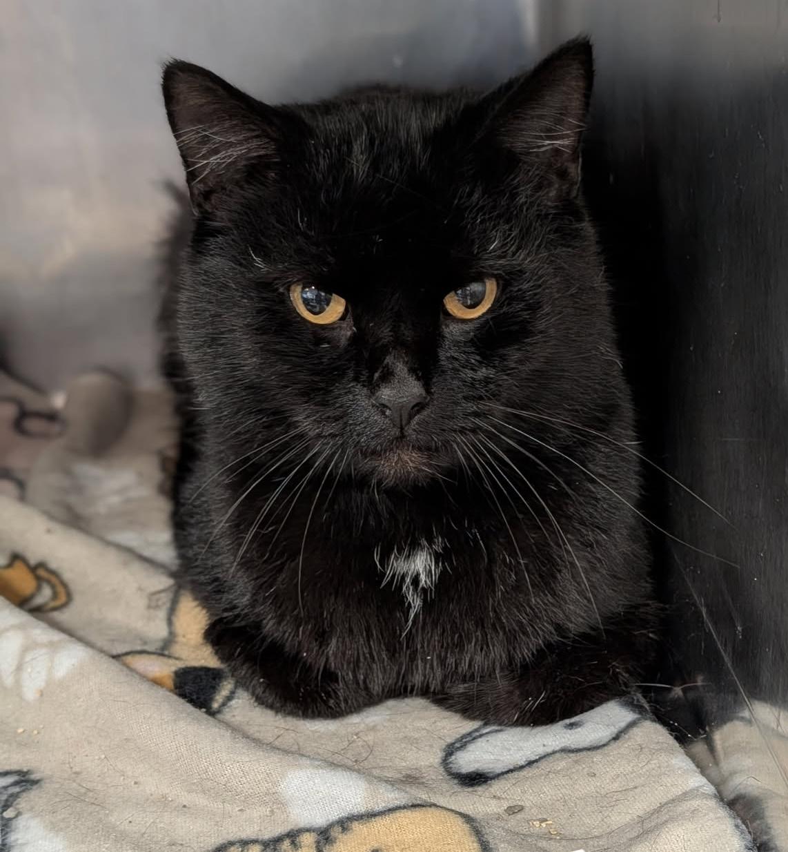 Enlarge Groot (Neutered), an adopted Domestic Short Hair in Marietta, OH image 3/6