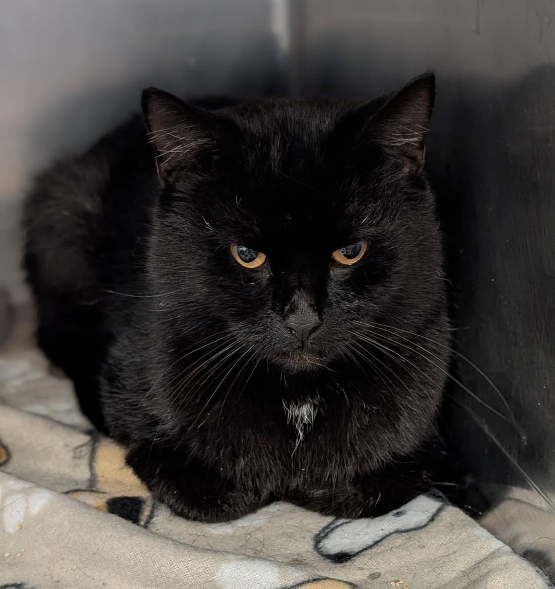 Groot (Neutered), adopted, Adult Male Domestic Short Hair.