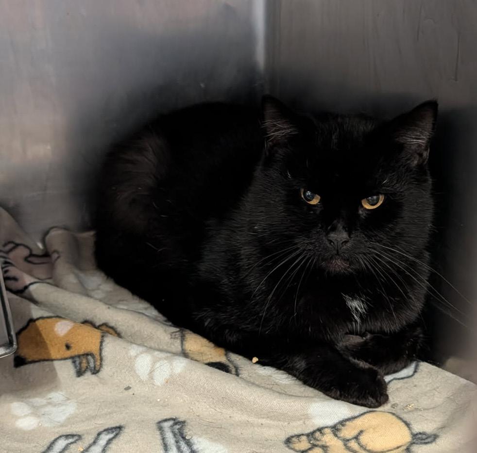 Enlarge Groot (Neutered), an adopted Domestic Short Hair in Marietta, OH image 2/6