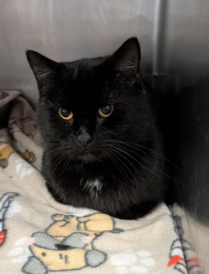 Enlarge Groot (Neutered), an adopted Domestic Short Hair in Marietta, OH image 6/6