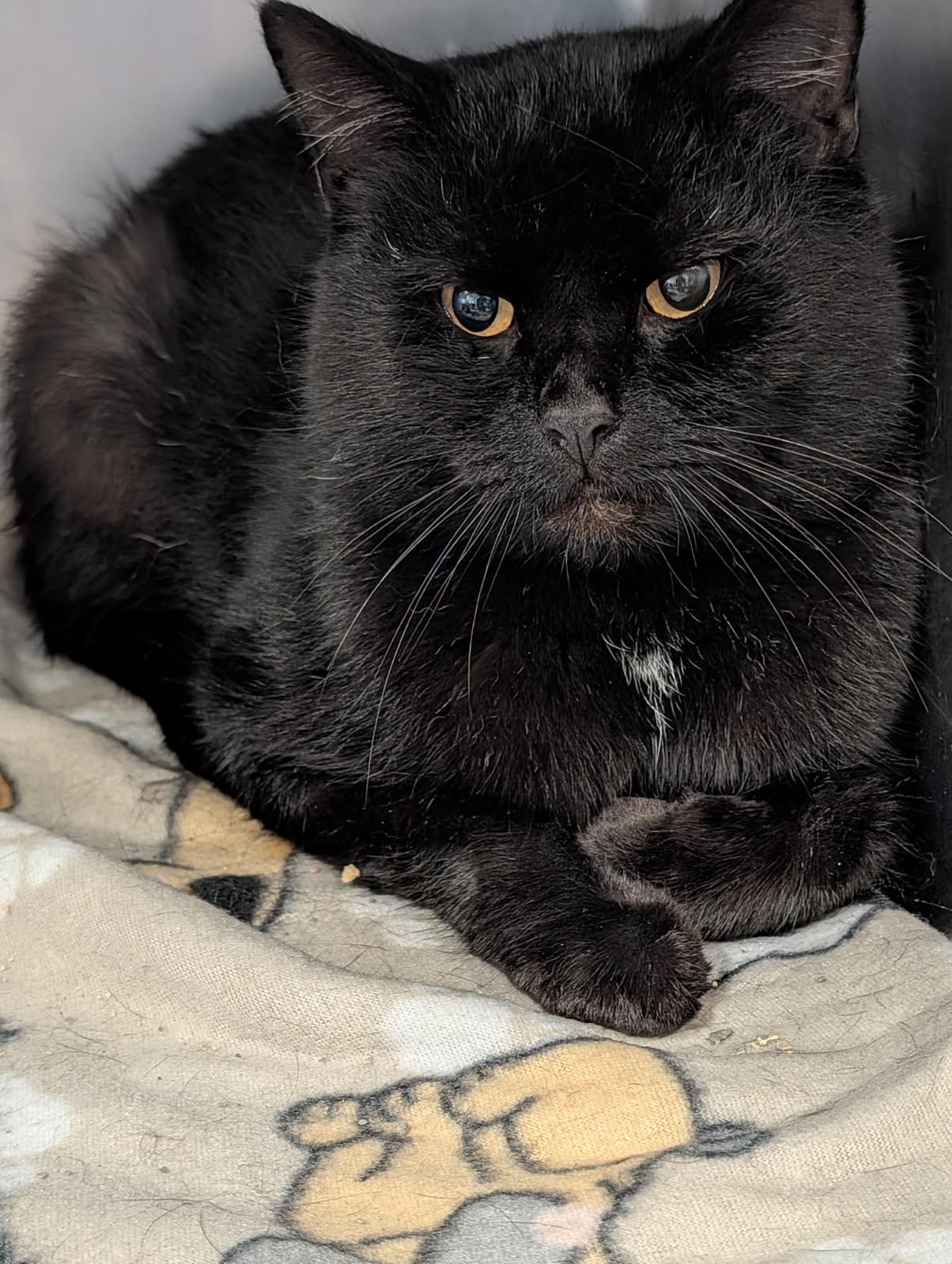 Enlarge Groot (Neutered), an adopted Domestic Short Hair in Marietta, OH image 4/6