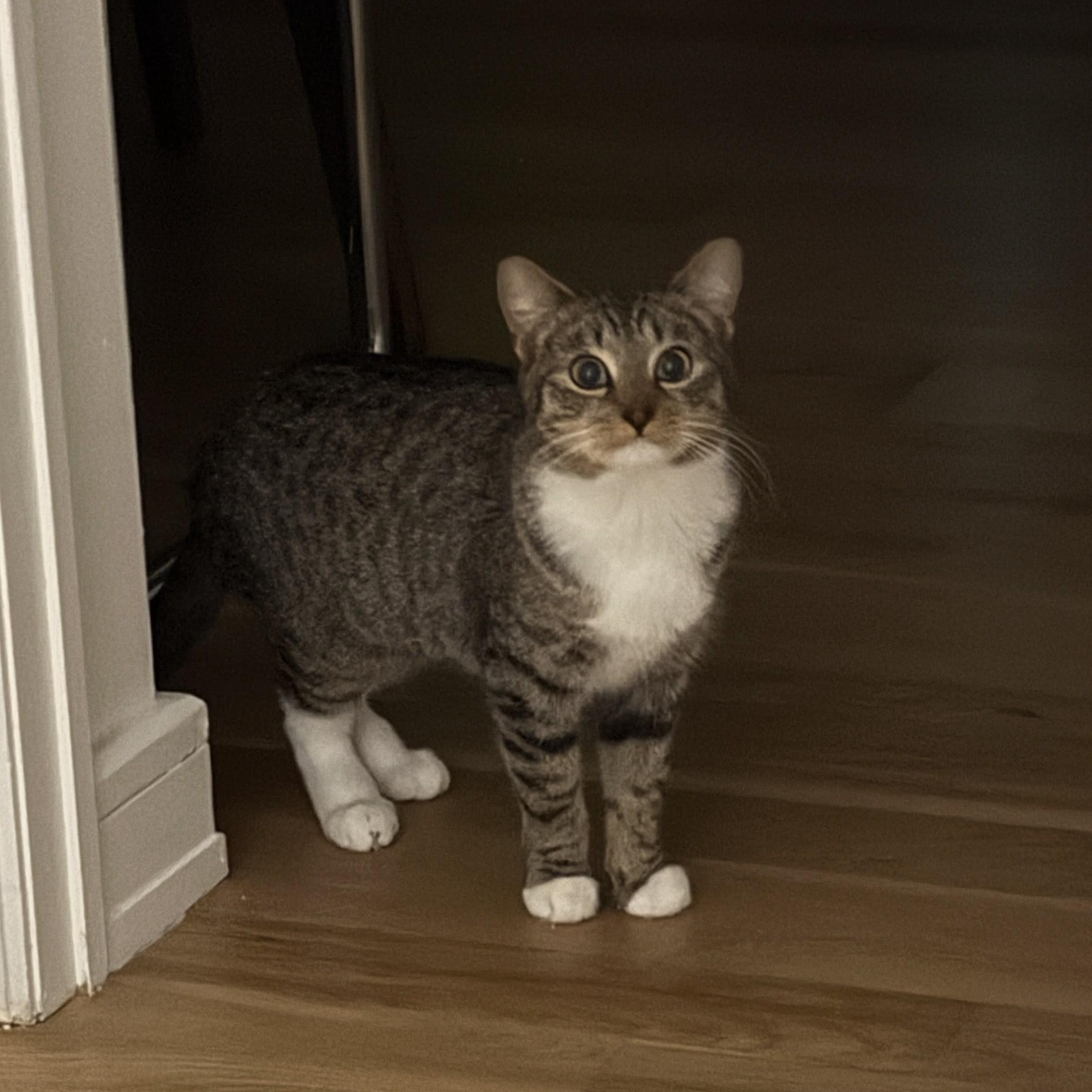 Enlarge French Onion, a Adoptable American Shorthair in brooklyn, NY image 3/6