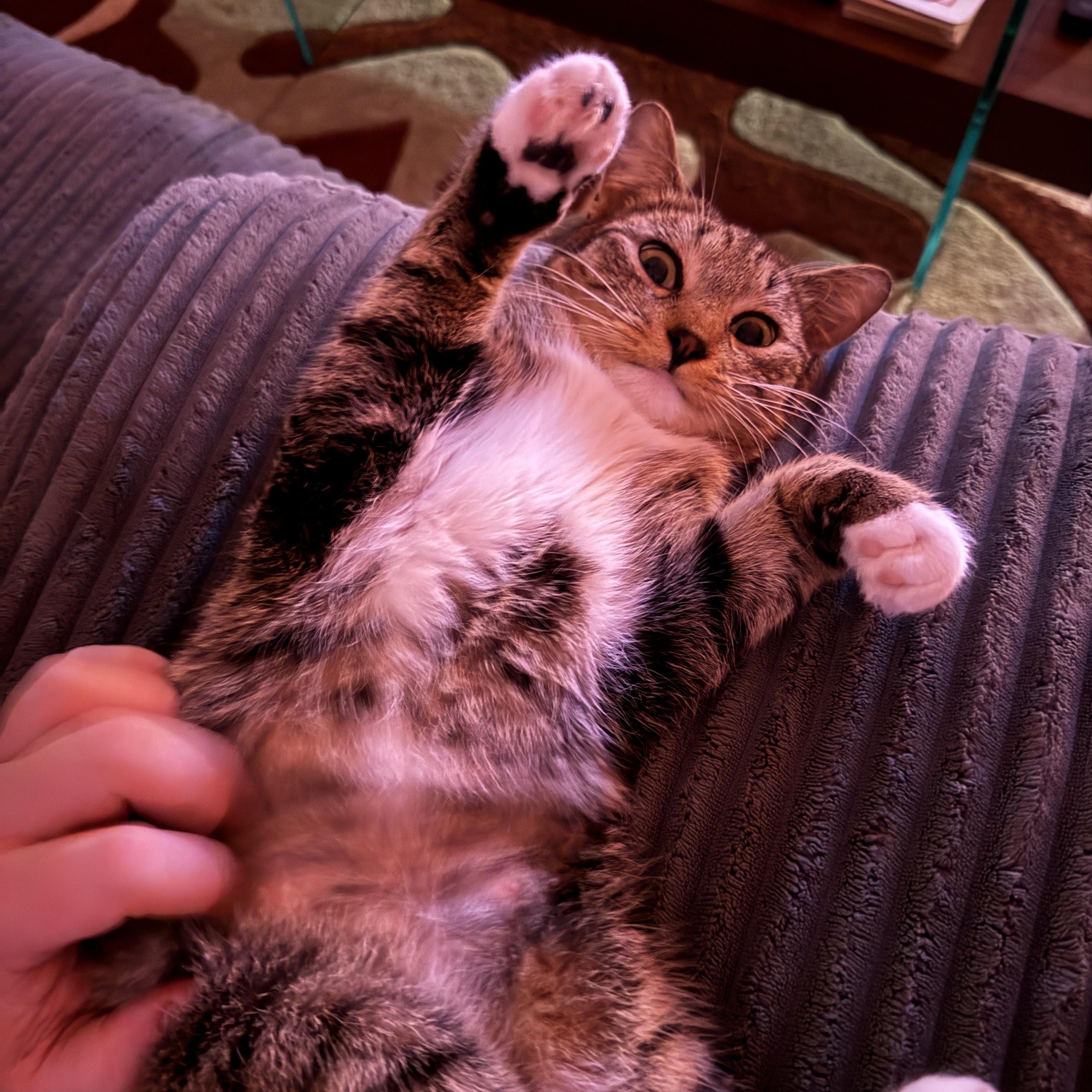 Enlarge French Onion, a Adoptable American Shorthair in brooklyn, NY image 2/6