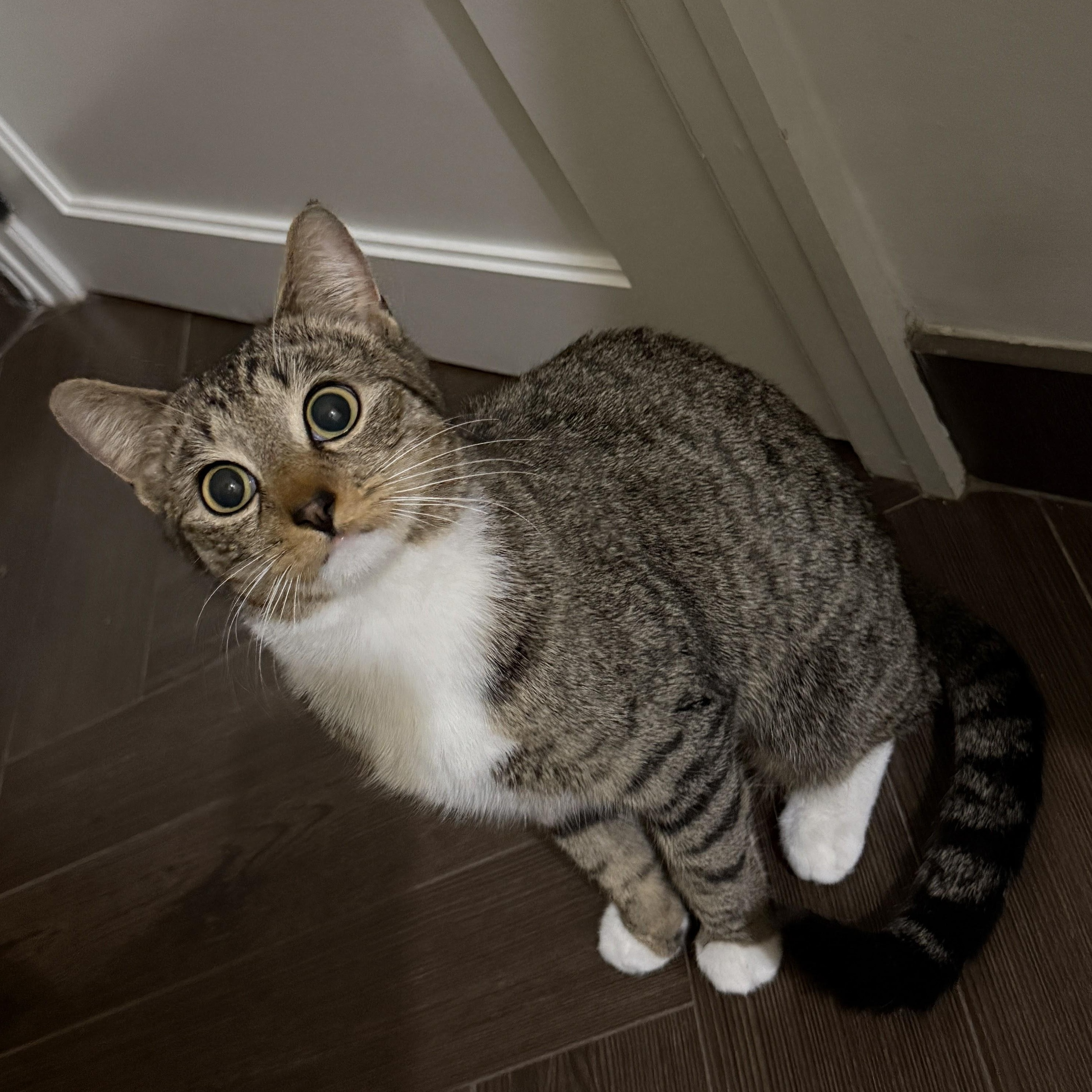 Enlarge French Onion, a Adoptable American Shorthair in brooklyn, NY image 1/6