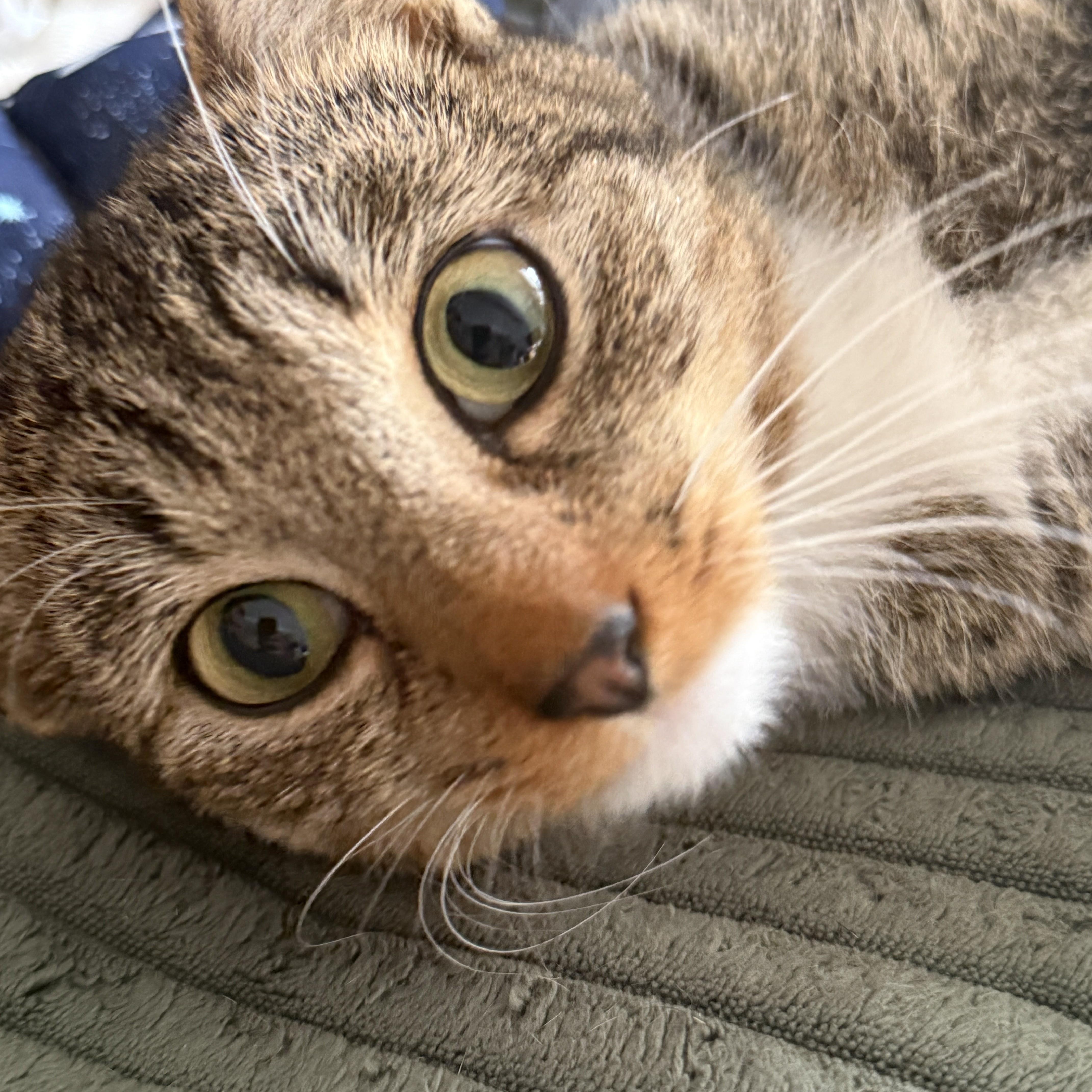 Enlarge French Onion, a Adoptable American Shorthair in brooklyn, NY image 5/6