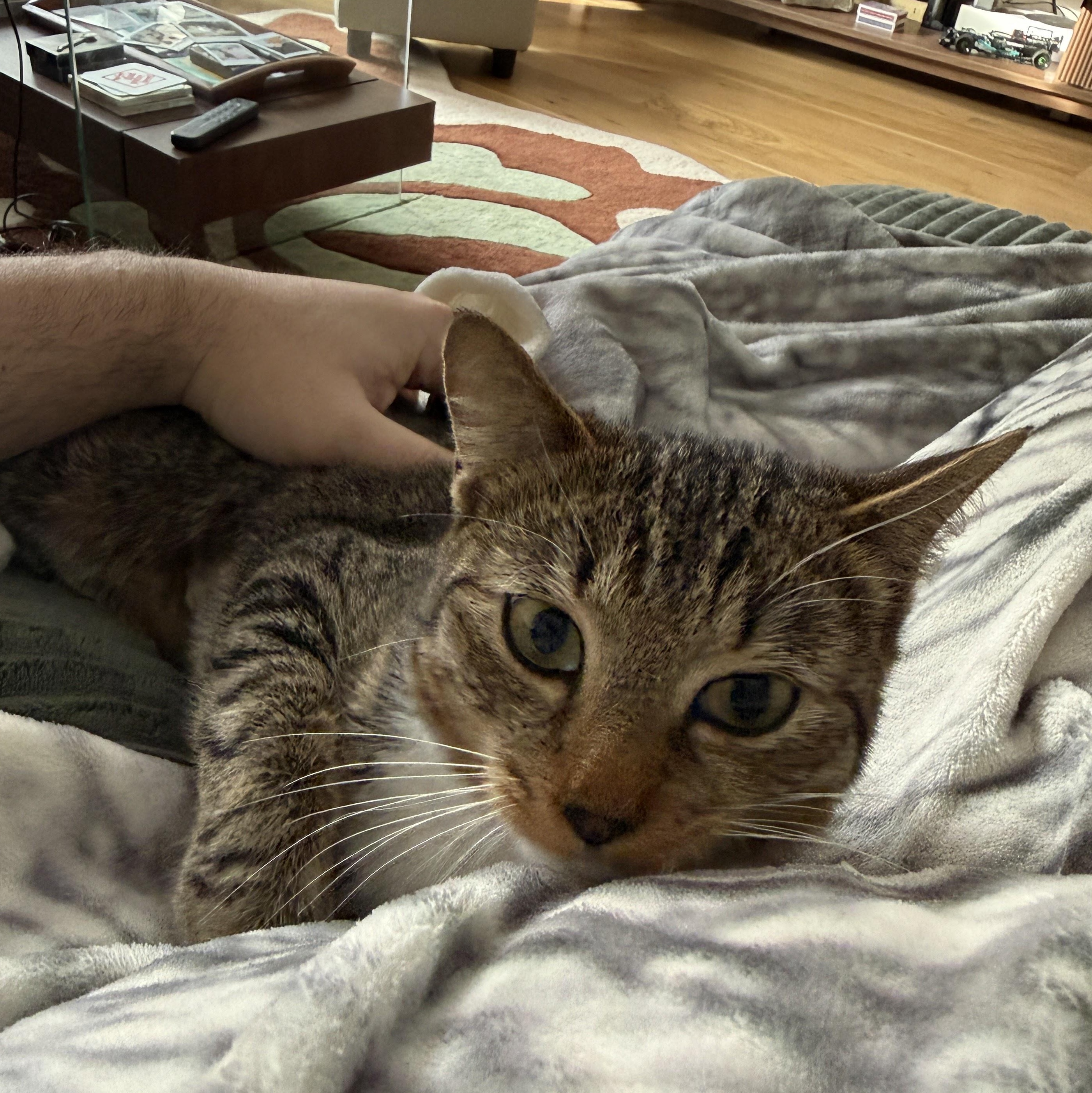 Enlarge French Onion, a Adoptable American Shorthair in brooklyn, NY image 4/6