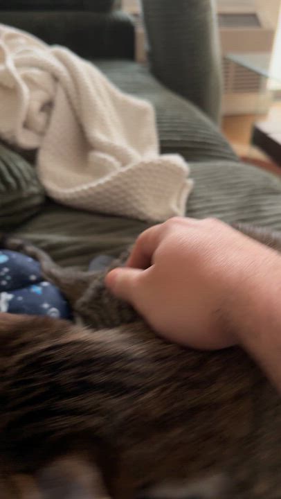 Enlarge French Onion, a Adoptable American Shorthair in brooklyn, NY video 6/6