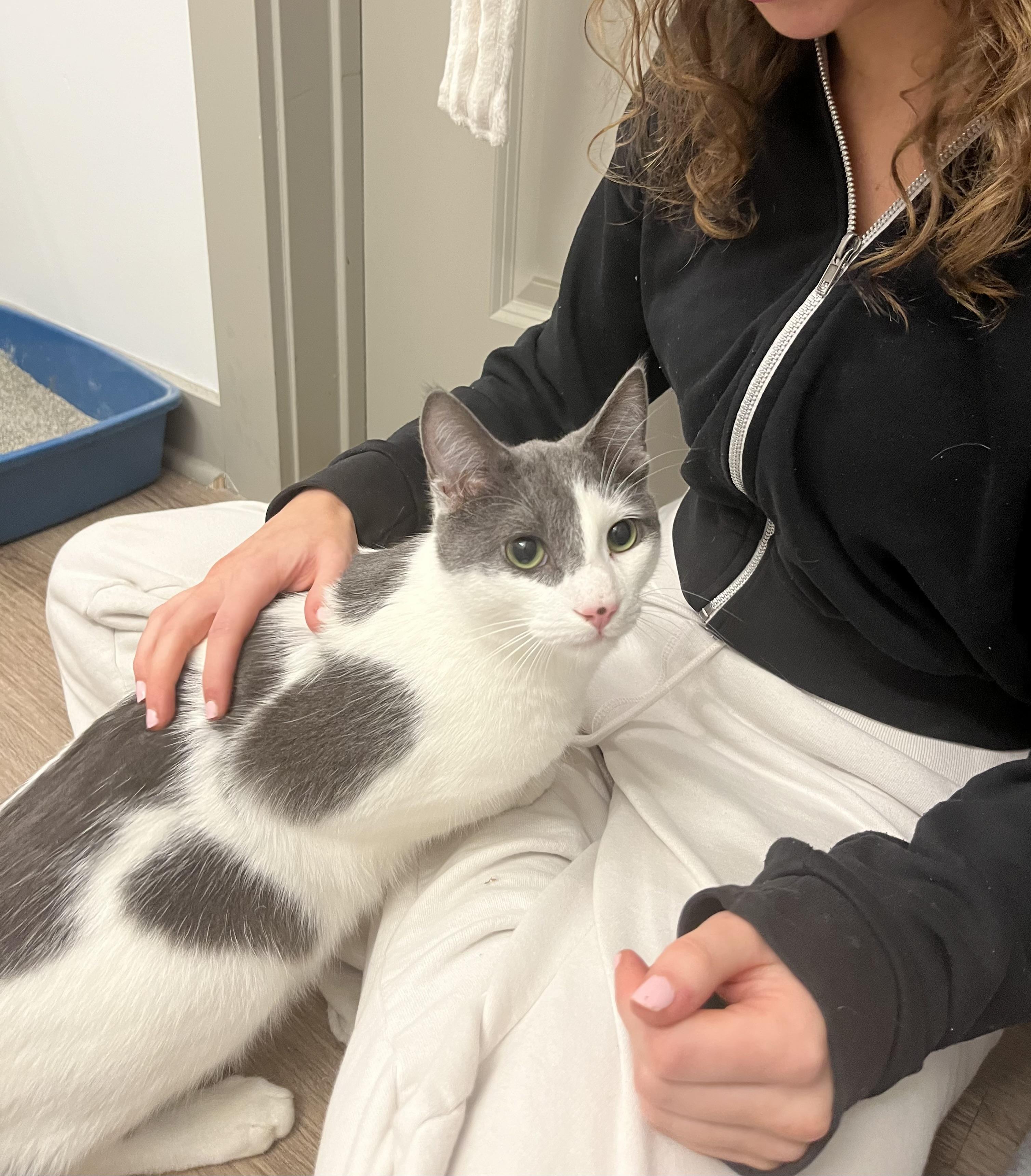 Sparrow — thumbnail 3