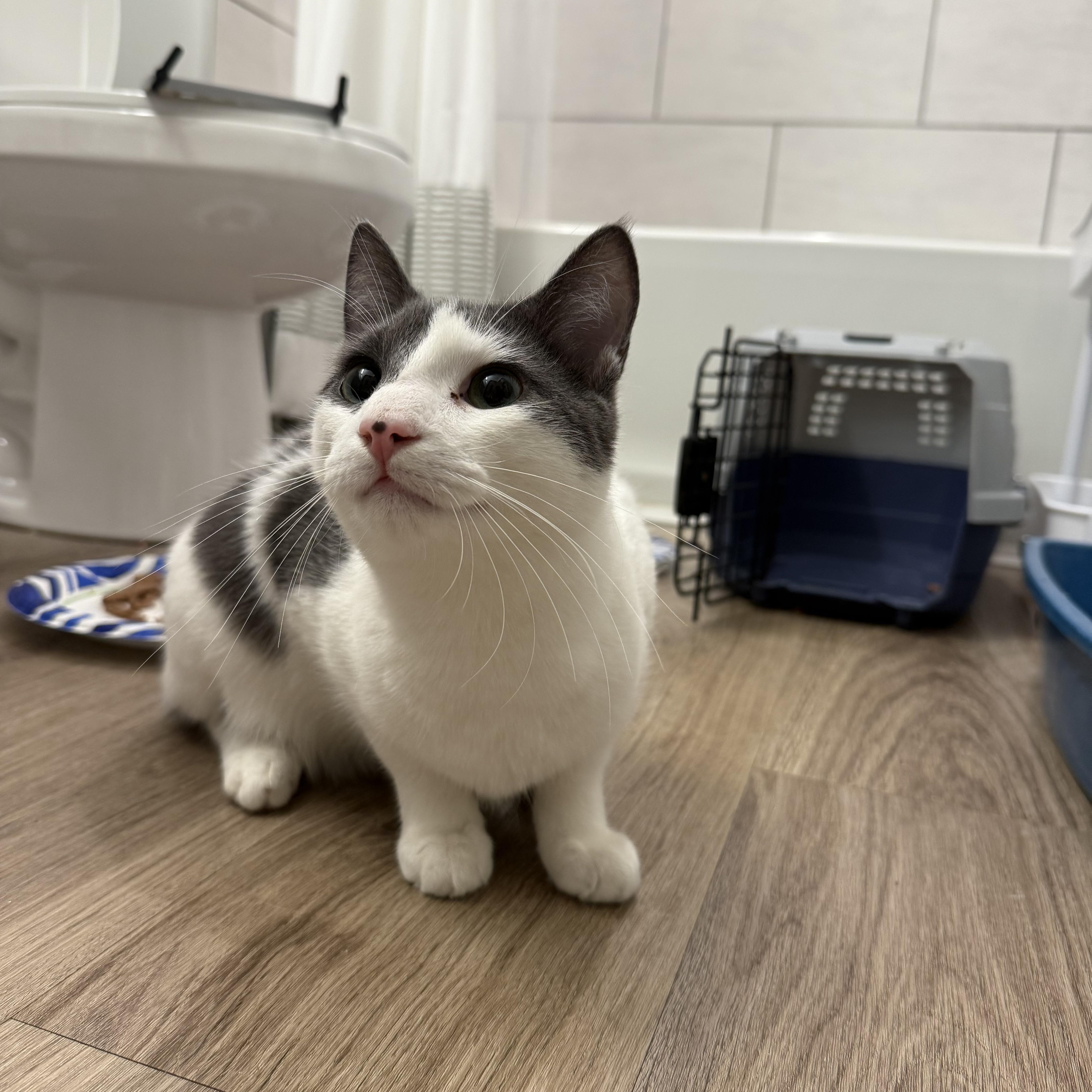 Sparrow — thumbnail 5