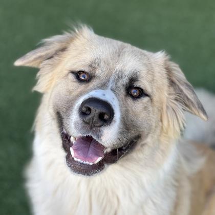 Enlarge Bruno, an adoptable mixed breed in Sacramento, CA image 1/5