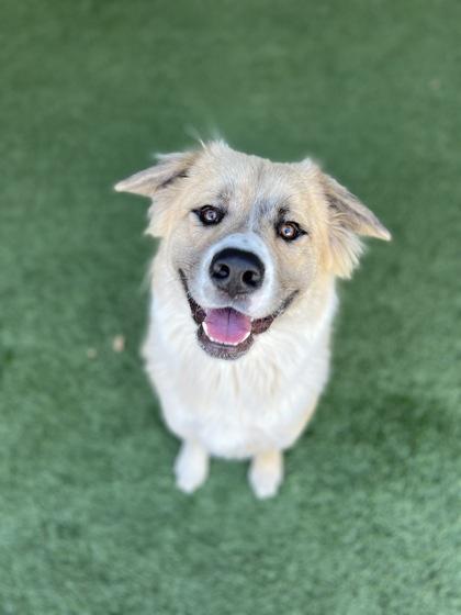 Enlarge Bruno, an adoptable mixed breed in Sacramento, CA image 2/5