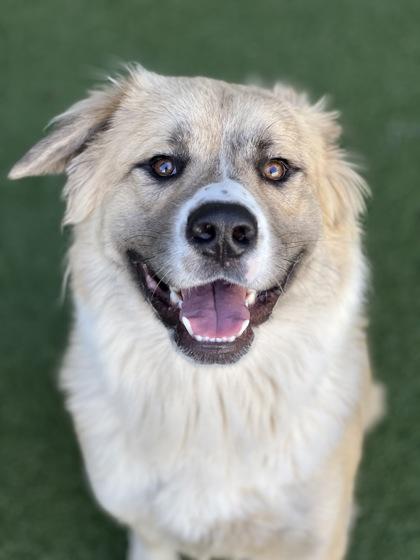 Enlarge Bruno, an adoptable mixed breed in Sacramento, CA image 3/5