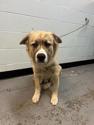 Enlarge Bruno, an adoptable mixed breed in Sacramento, CA image 4/5