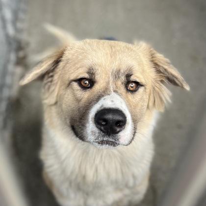 Enlarge Bruno, an adoptable mixed breed in Sacramento, CA image 5/5