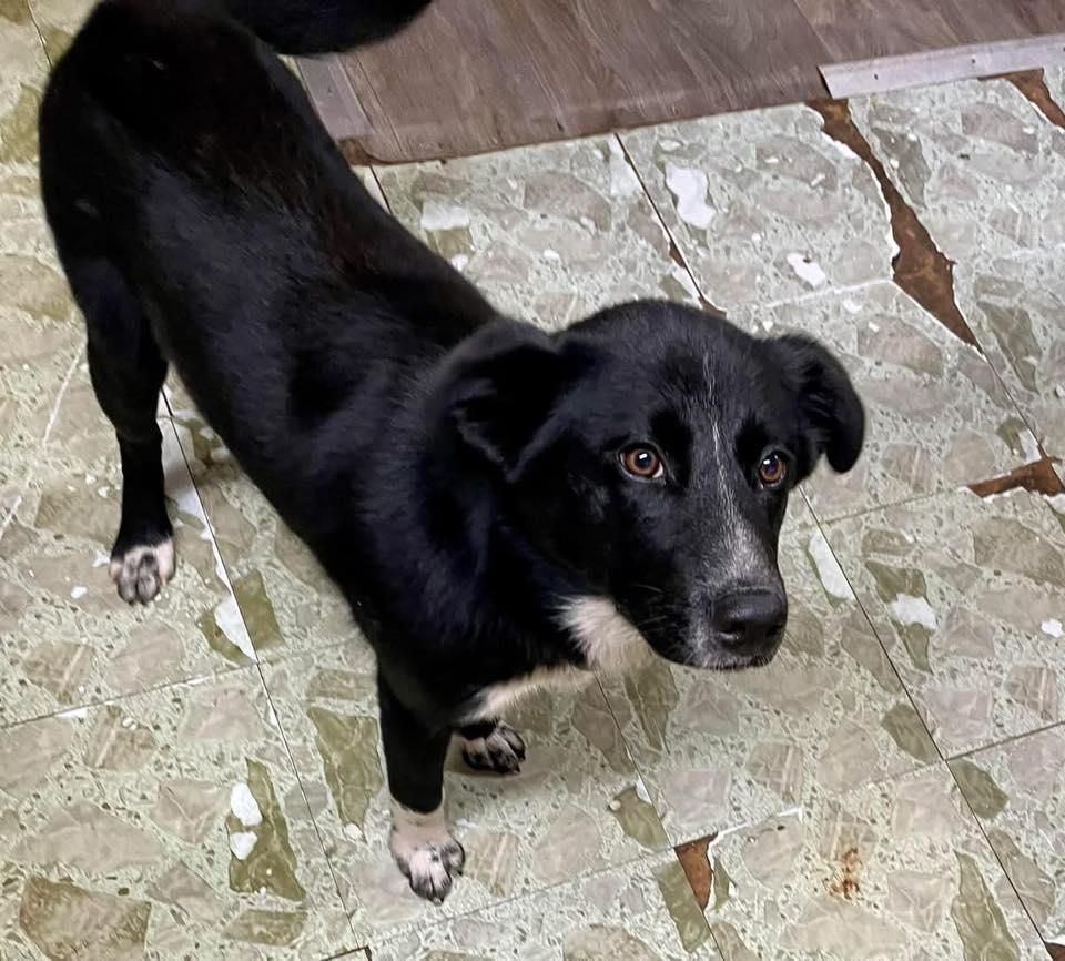 Enlarge Noelle, a Adoptable mixed breed in Blackwood, NJ image 1/3