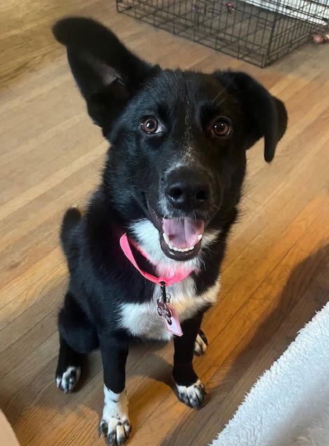 Enlarge Noelle, a Adoptable mixed breed in Blackwood, NJ image 2/3