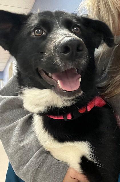 Enlarge Noelle, a Adoptable mixed breed in Blackwood, NJ image 3/3