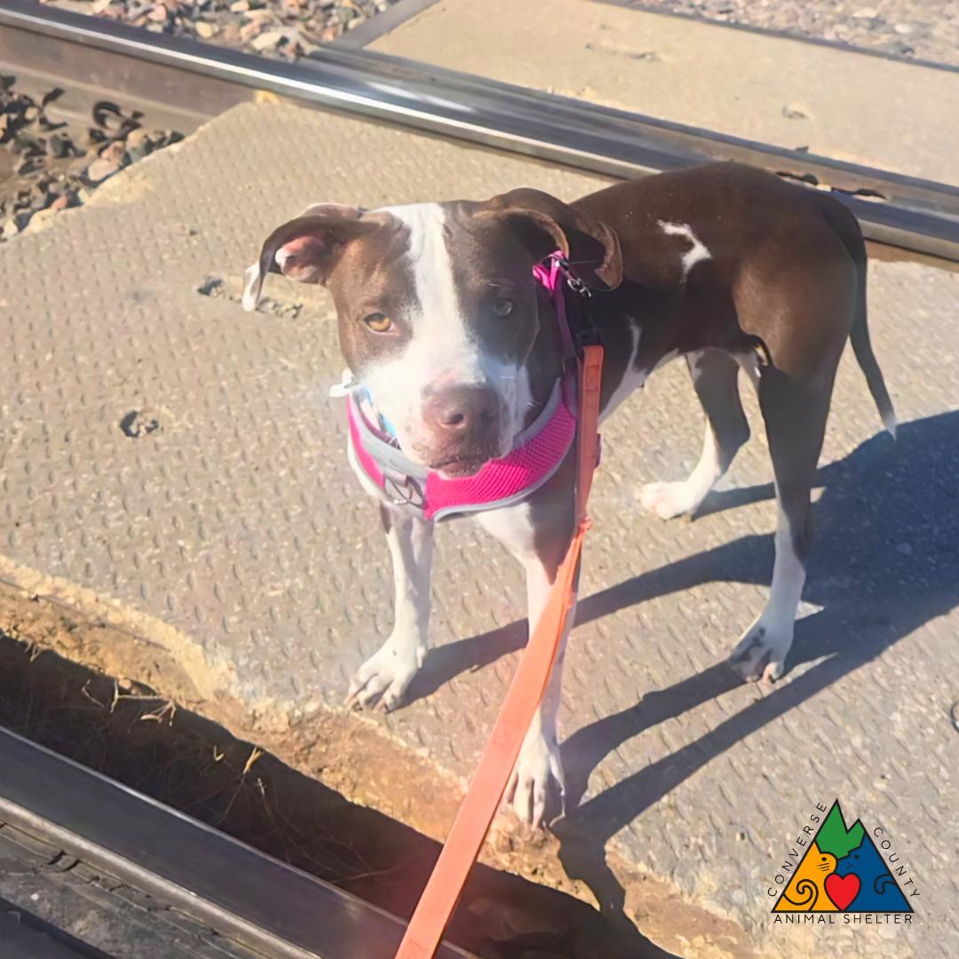 Enlarge Monica, a Adoptable mixed breed in Douglas, WY image 5/6