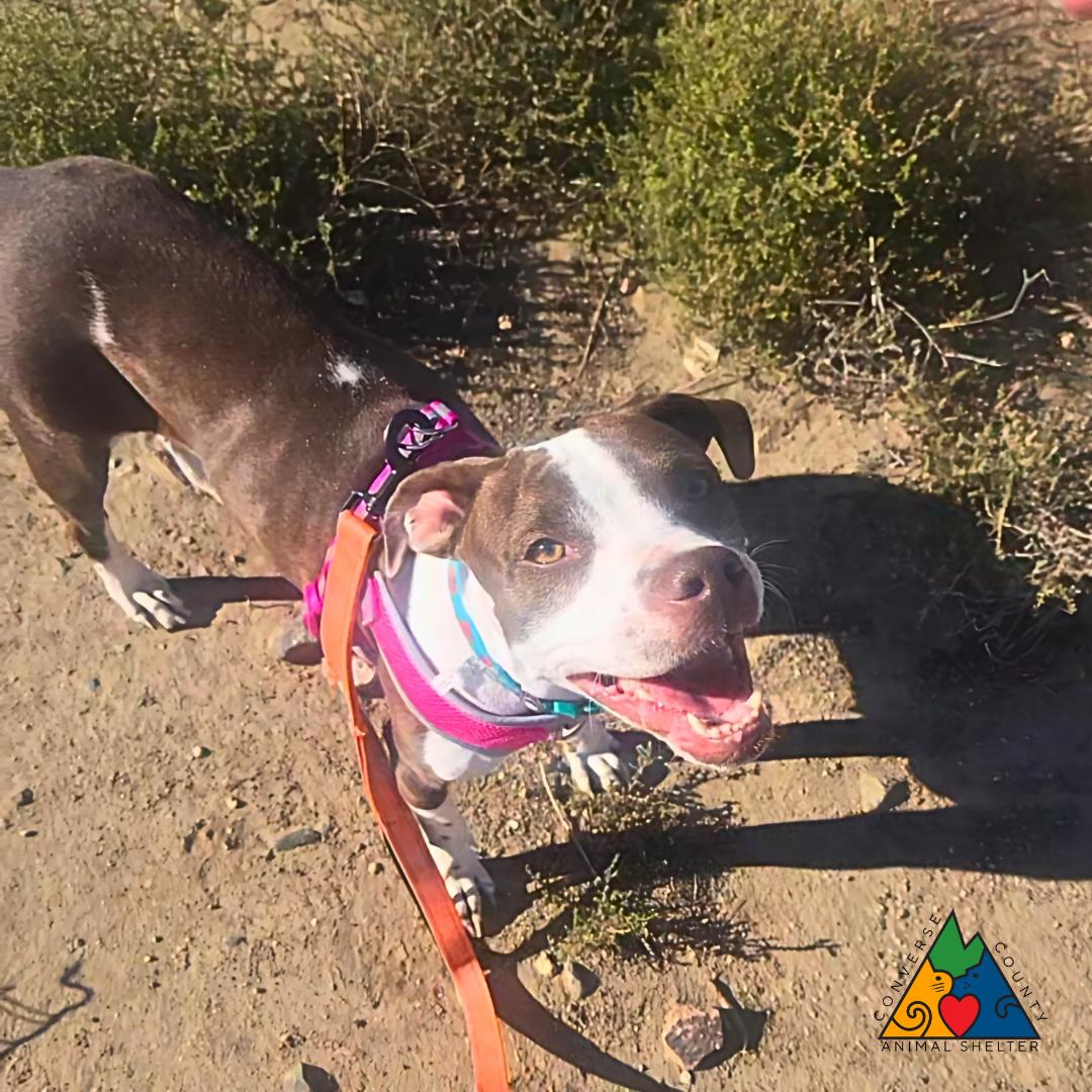 Enlarge Monica, a Adoptable mixed breed in Douglas, WY image 3/6