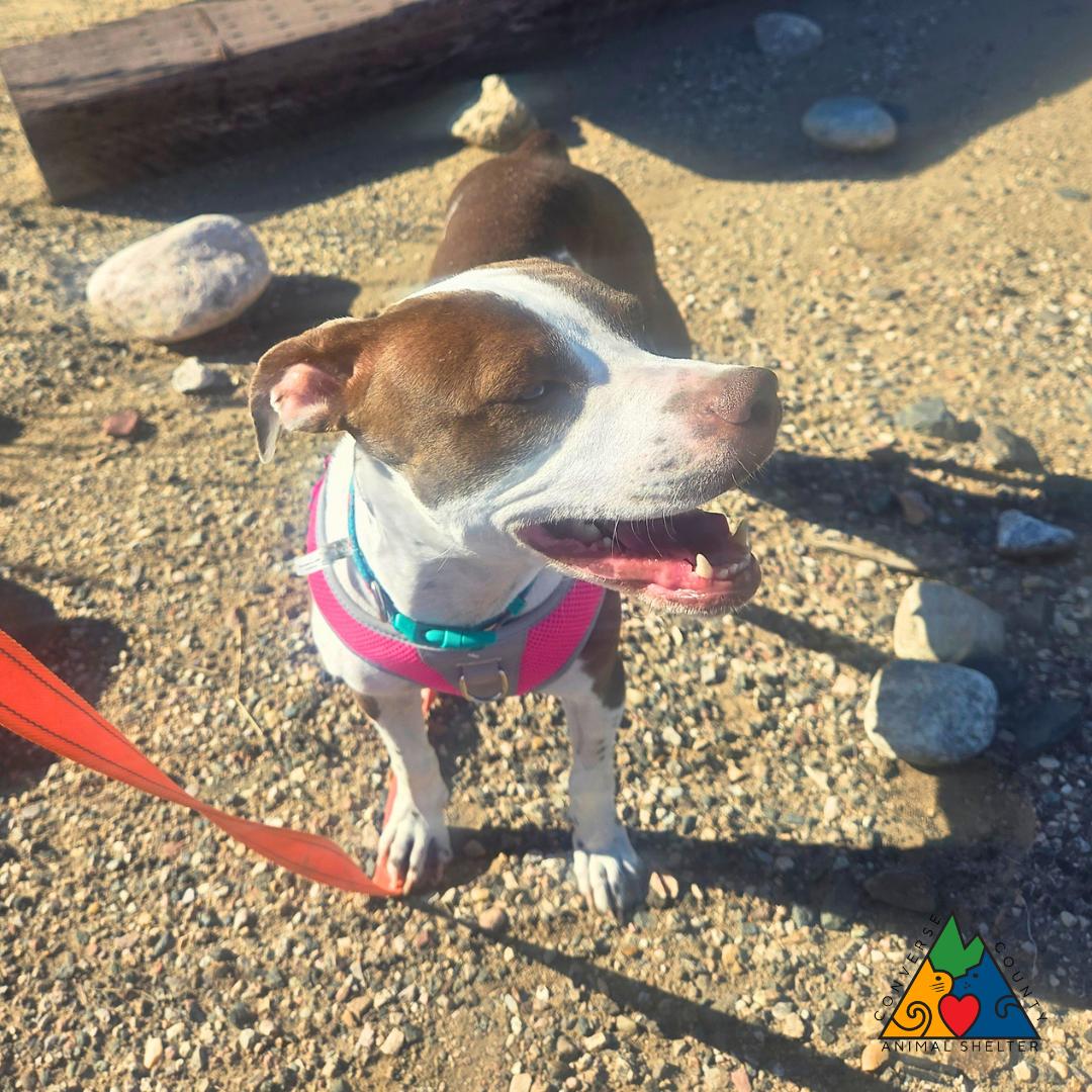 Enlarge Monica, a Adoptable mixed breed in Douglas, WY image 6/6