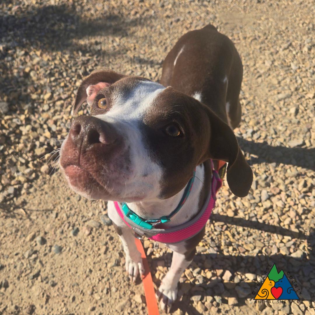 Enlarge Monica, a Adoptable mixed breed in Douglas, WY image 2/6