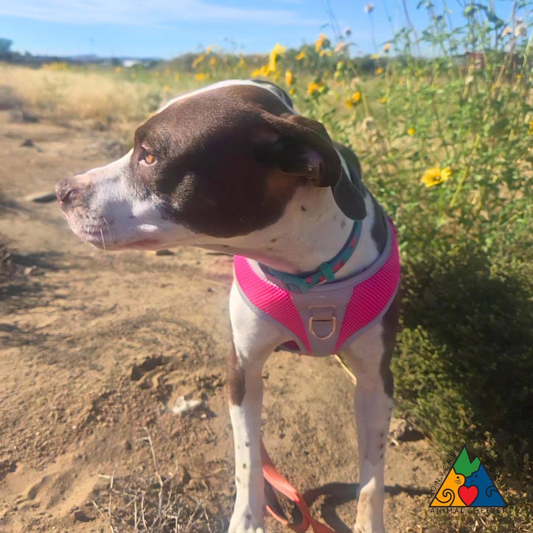 Monica, Adoptable, Adult Female Coonhound & Mixed Breed.