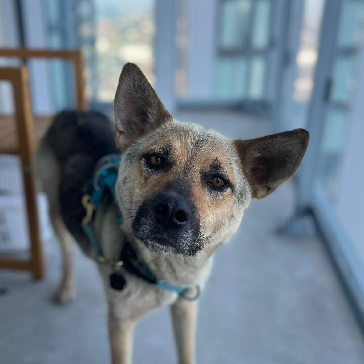 Enlarge Shiloh, a Adoptable mixed breed in Toronto, ON image 6/6