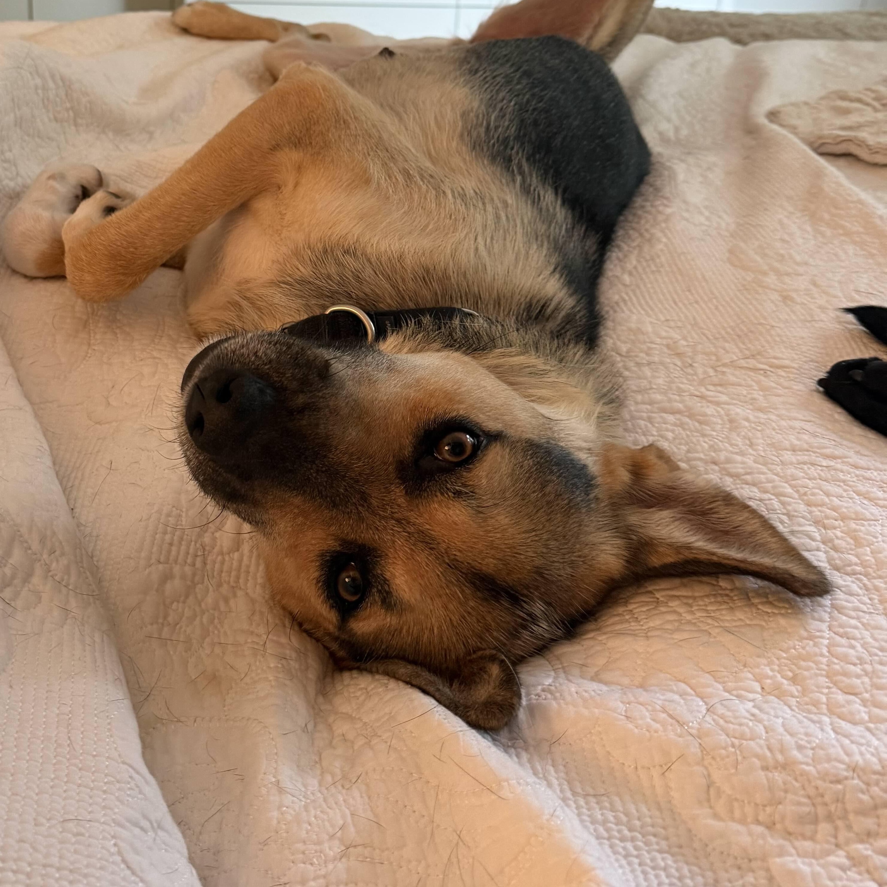 Enlarge Shiloh, a Adoptable mixed breed in Toronto, ON image 4/6