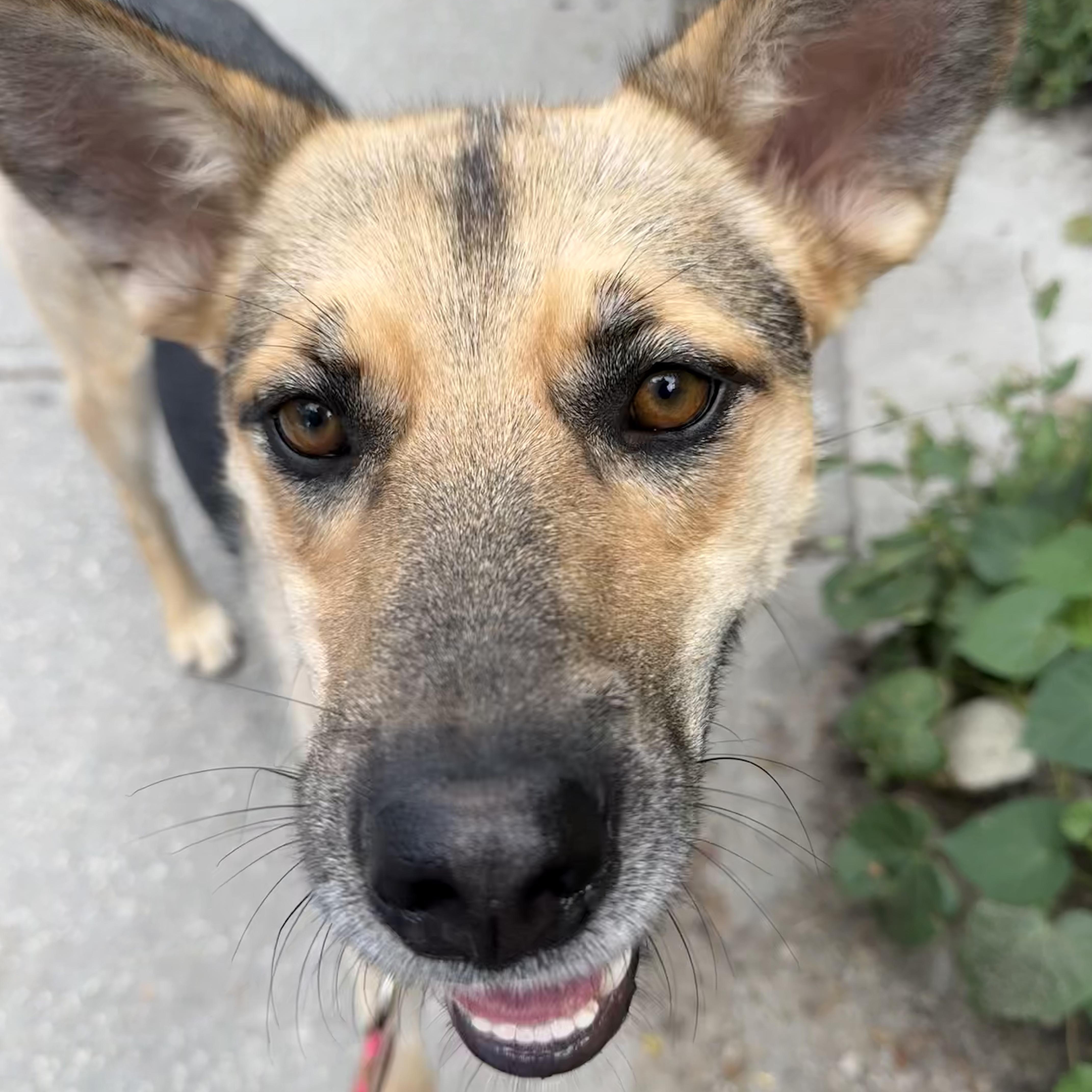 Shiloh, Adoptable, Adult Female Shepherd.