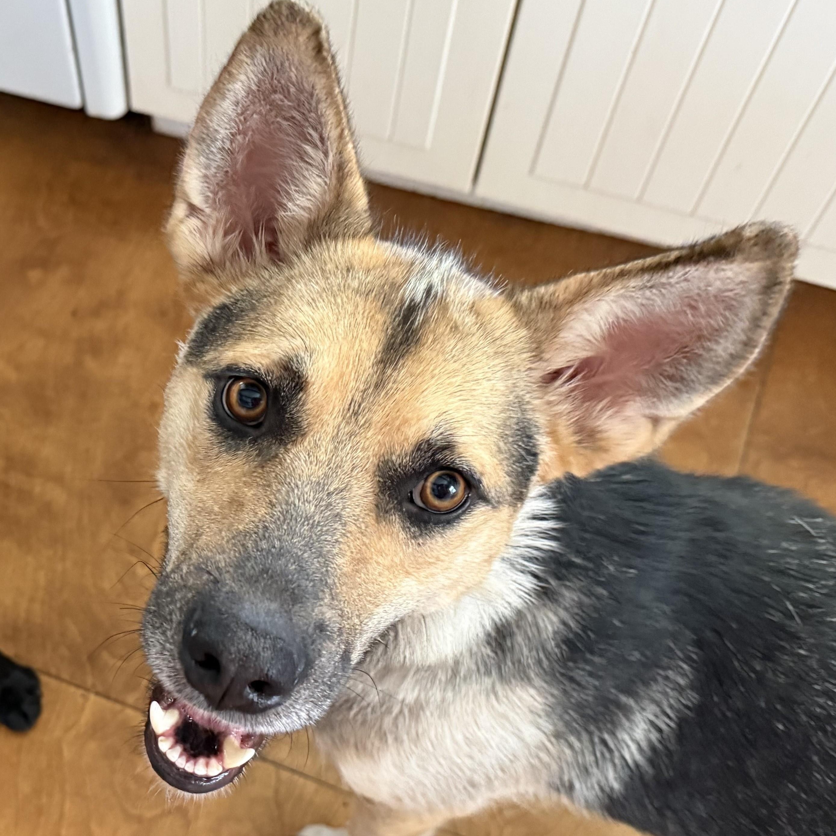 Enlarge Shiloh, a Adoptable mixed breed in Toronto, ON image 5/6