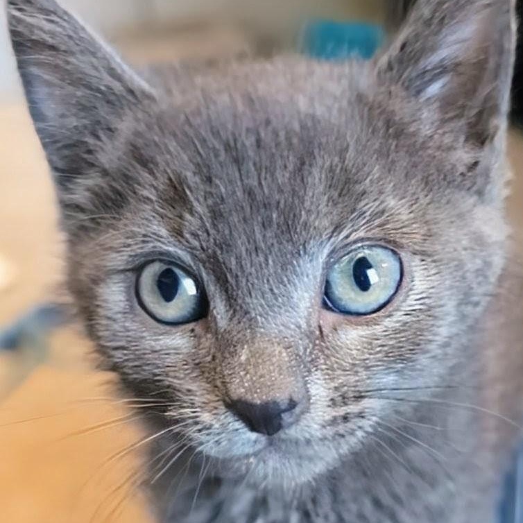 Enlarge Ian Coleman, a Adoptable Domestic Medium Hair in Denver, CO image 3/5