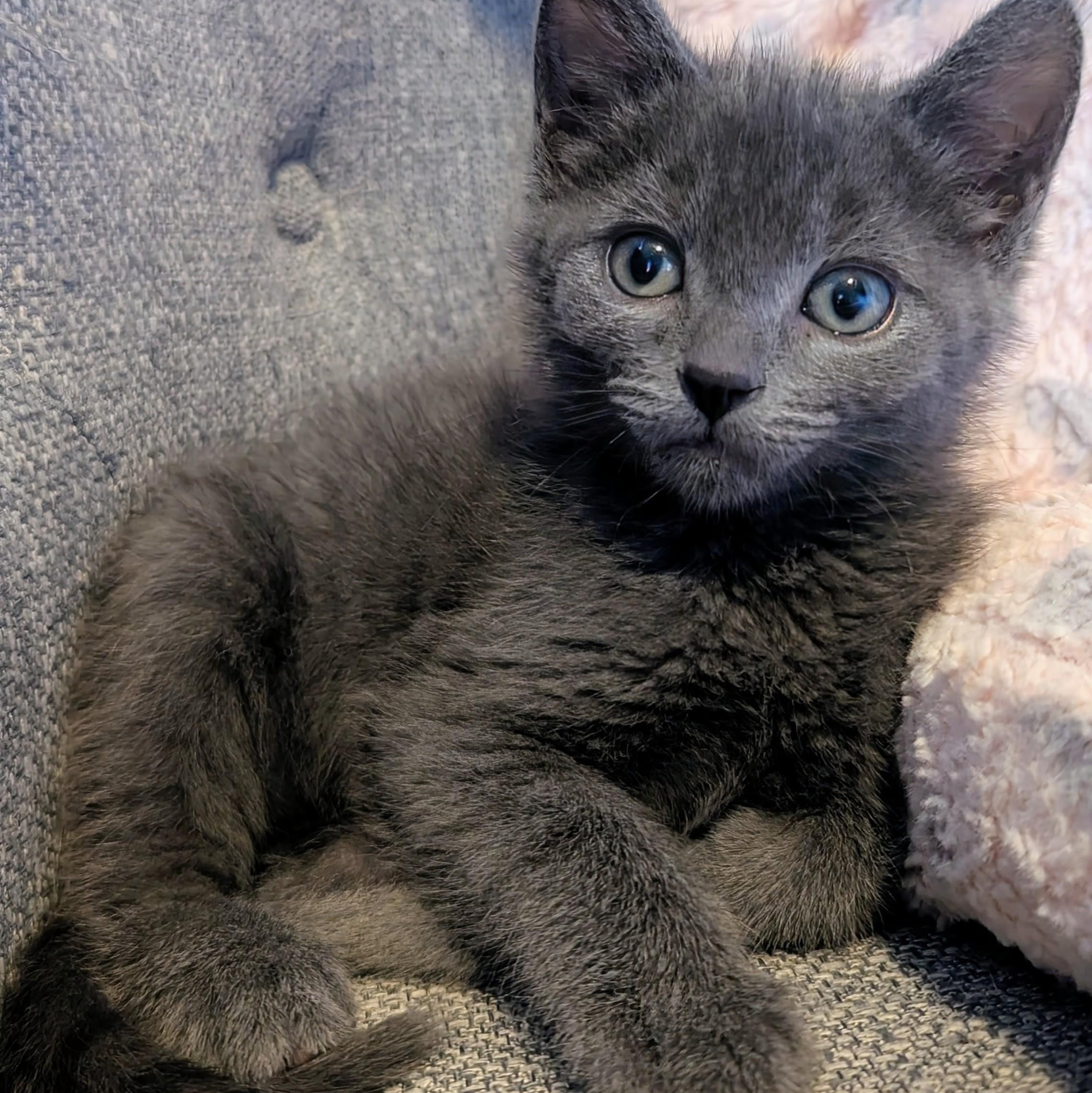 Enlarge Ian Coleman, a Adoptable Domestic Medium Hair in Denver, CO image 4/5