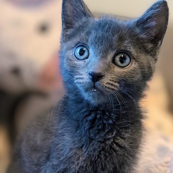 Enlarge Ian Coleman, a Adoptable Domestic Medium Hair in Denver, CO image 5/5