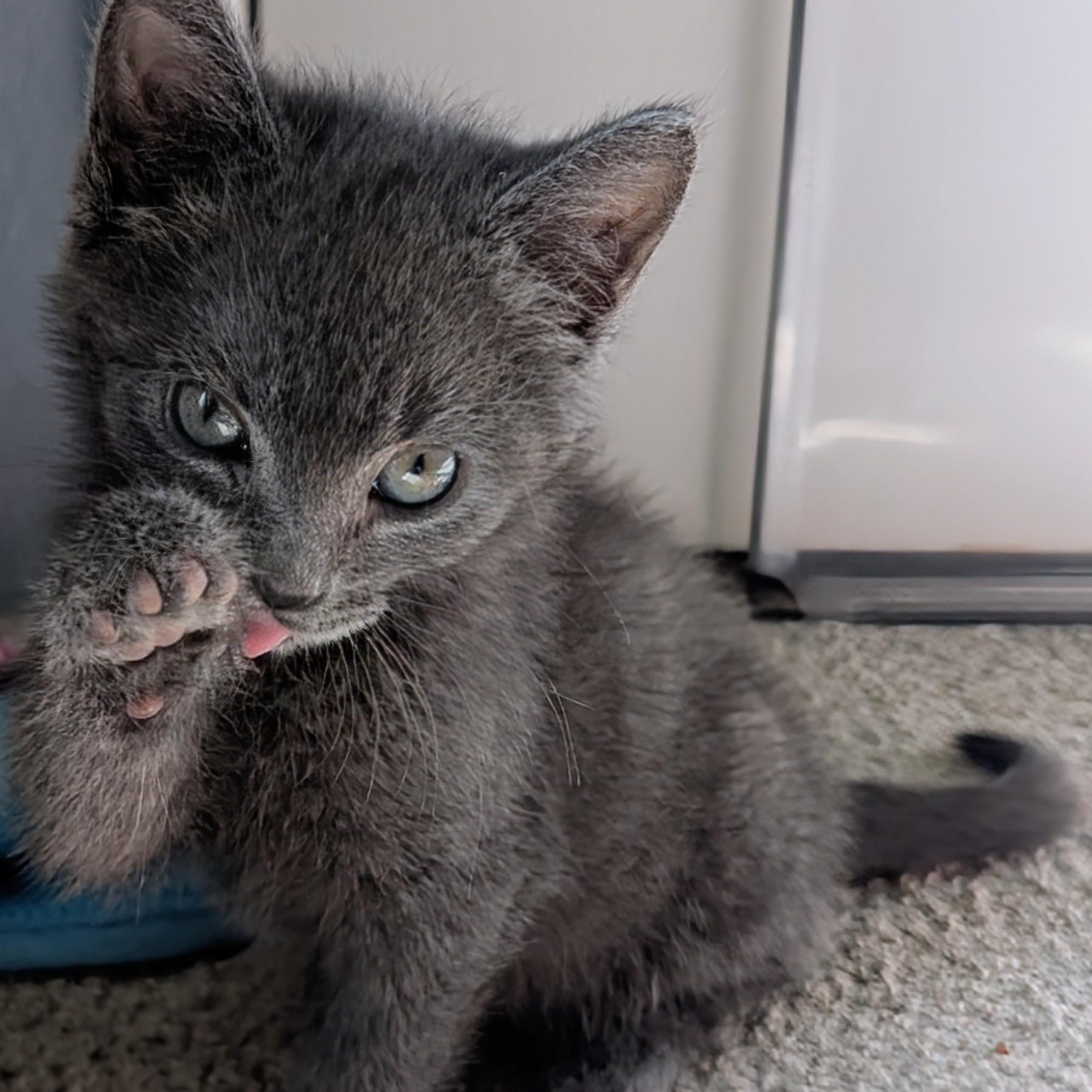 Enlarge Ian Coleman, a Adoptable Domestic Medium Hair in Denver, CO image 2/5