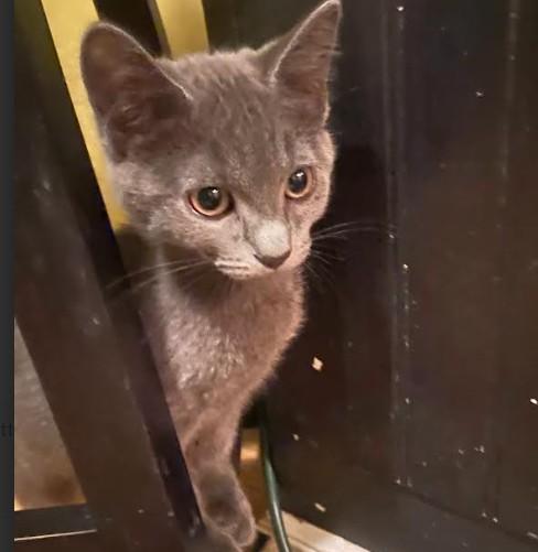 Ian Coleman, Adoptable, Kitten Male Domestic Medium Hair.