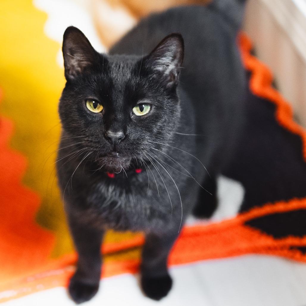 Enlarge Tweed, a ADOPTABLE Domestic Short Hair in Evanston, IL image 1/5