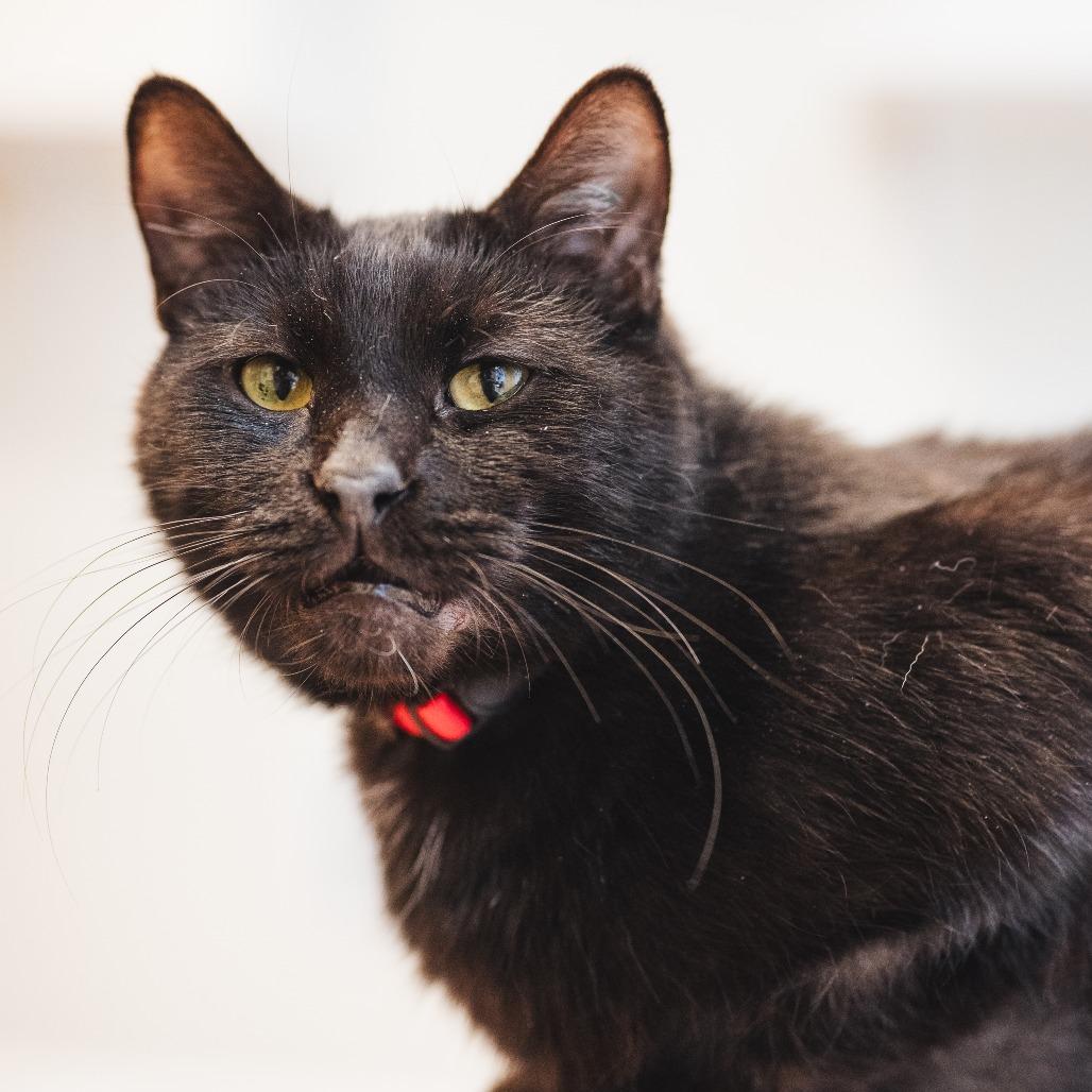 Enlarge Tweed, a ADOPTABLE Domestic Short Hair in Evanston, IL image 5/5