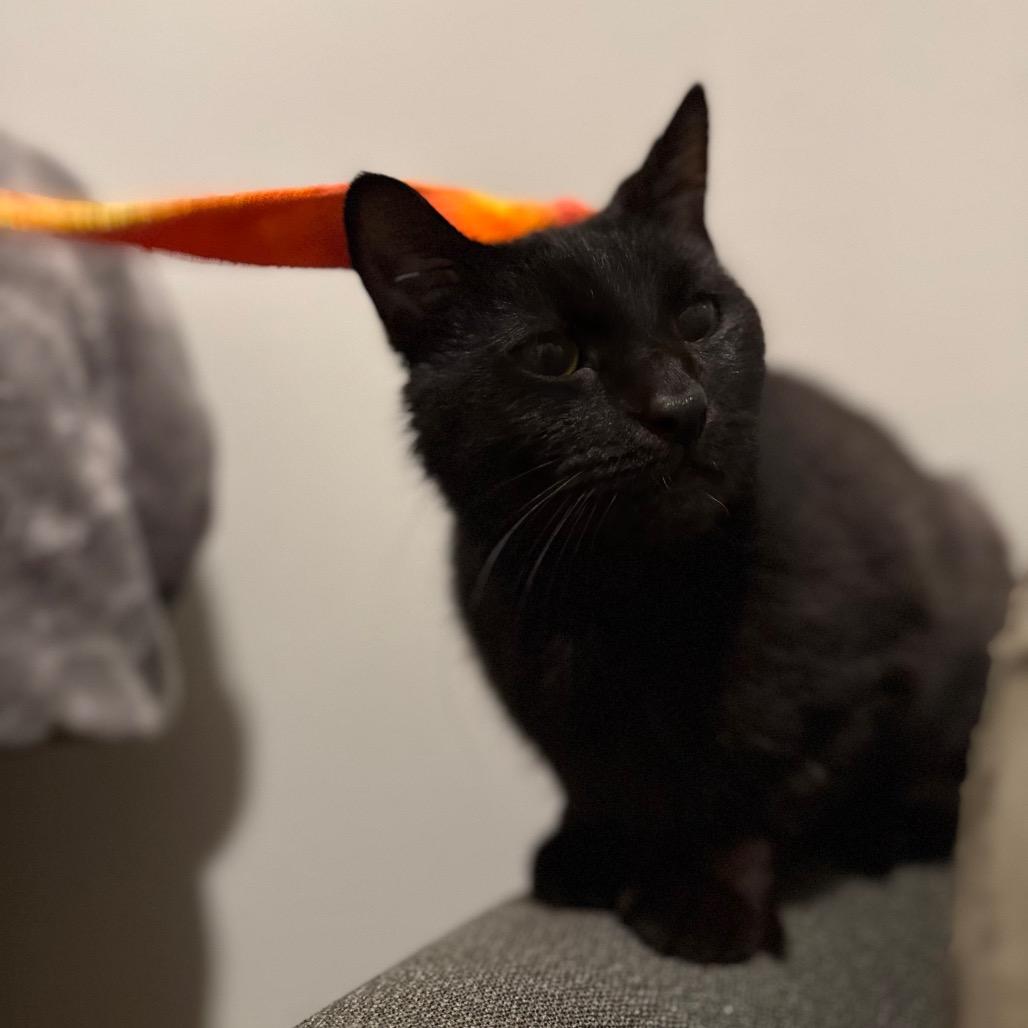 Tweed, ADOPTABLE, Adult Male Domestic Short Hair.