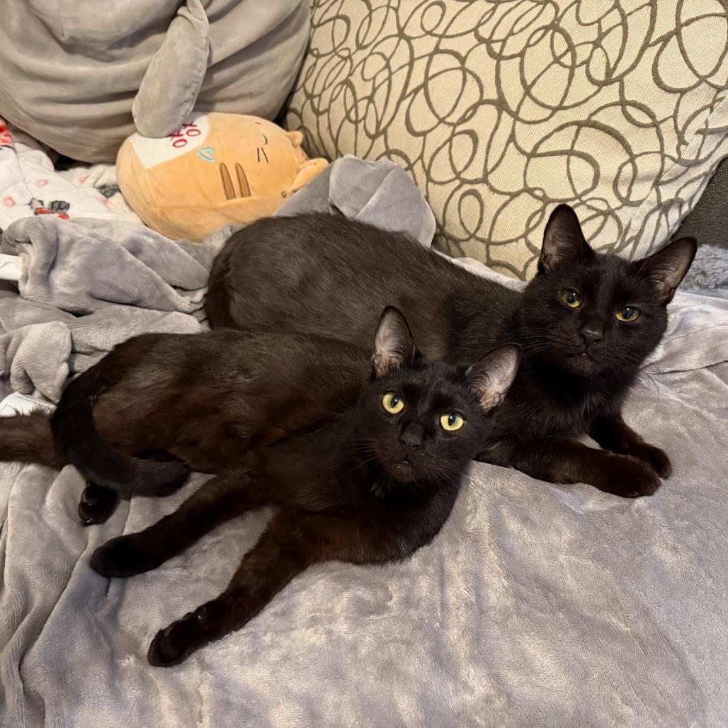 Enlarge Tweed, a ADOPTABLE Domestic Short Hair in Evanston, IL image 3/5