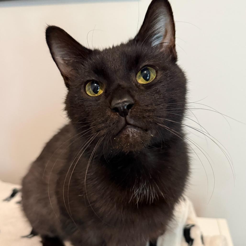Enlarge Tweed, a ADOPTABLE Domestic Short Hair in Evanston, IL image 4/5