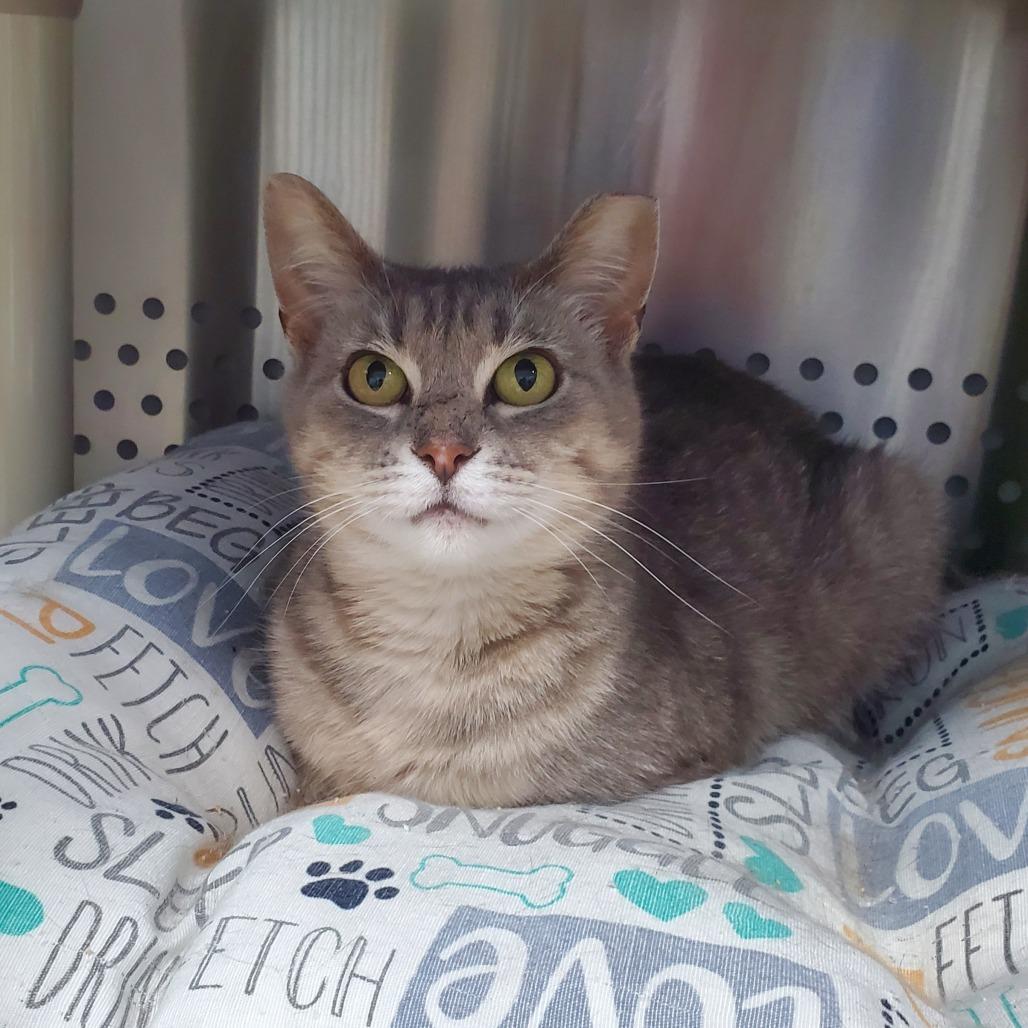 Gretchen Wilson, Adoptable, Adult Female Domestic Short Hair.