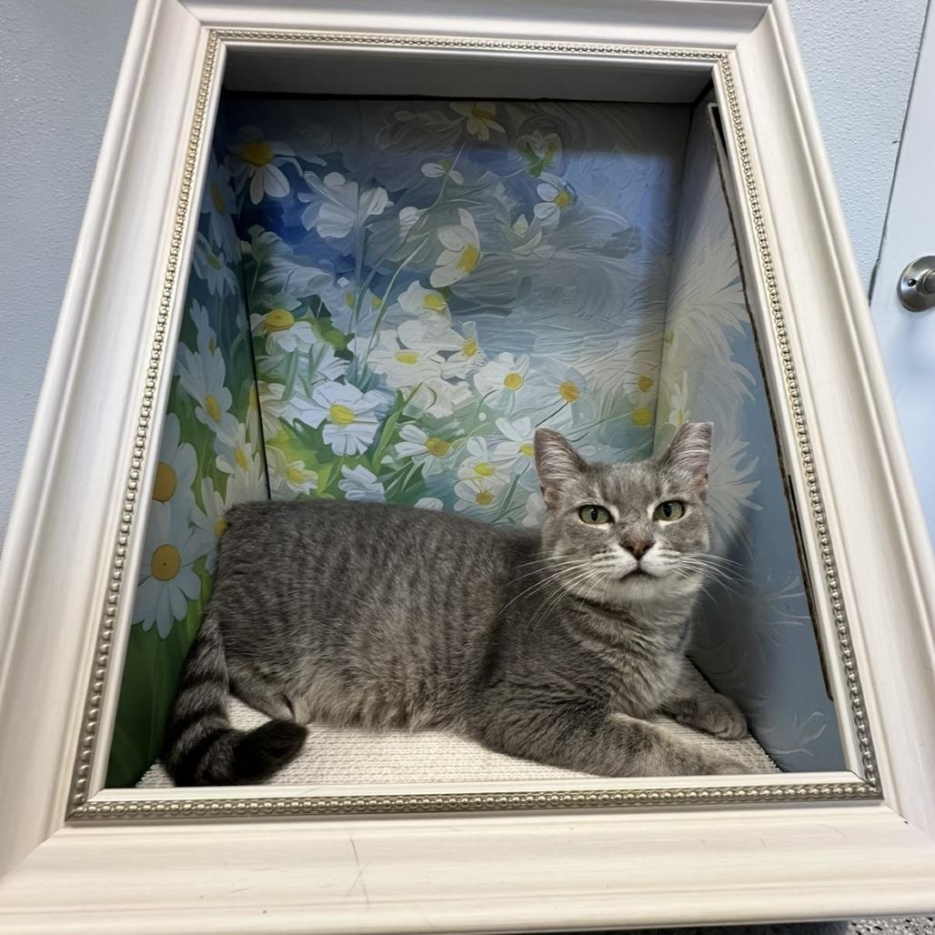 Gretchen Wilson, Adoptable, Adult Female Domestic Short Hair.