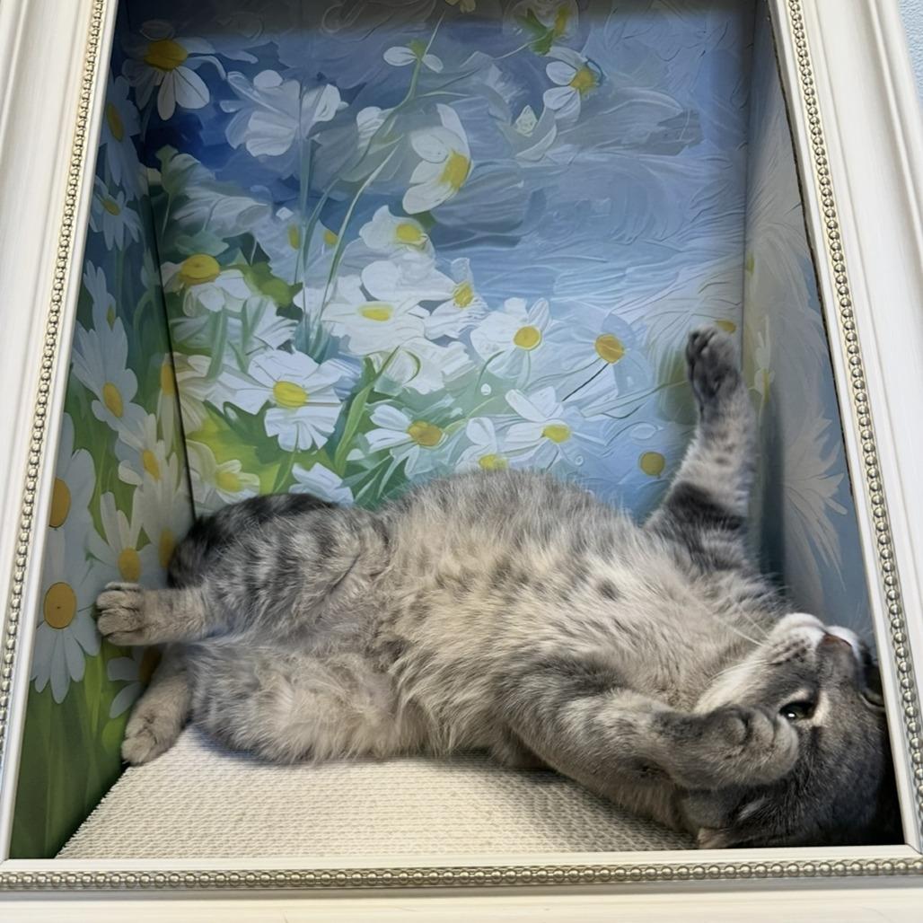 Gretchen Wilson, a Adoptable mixed breed in Winchester, TN image 2/3