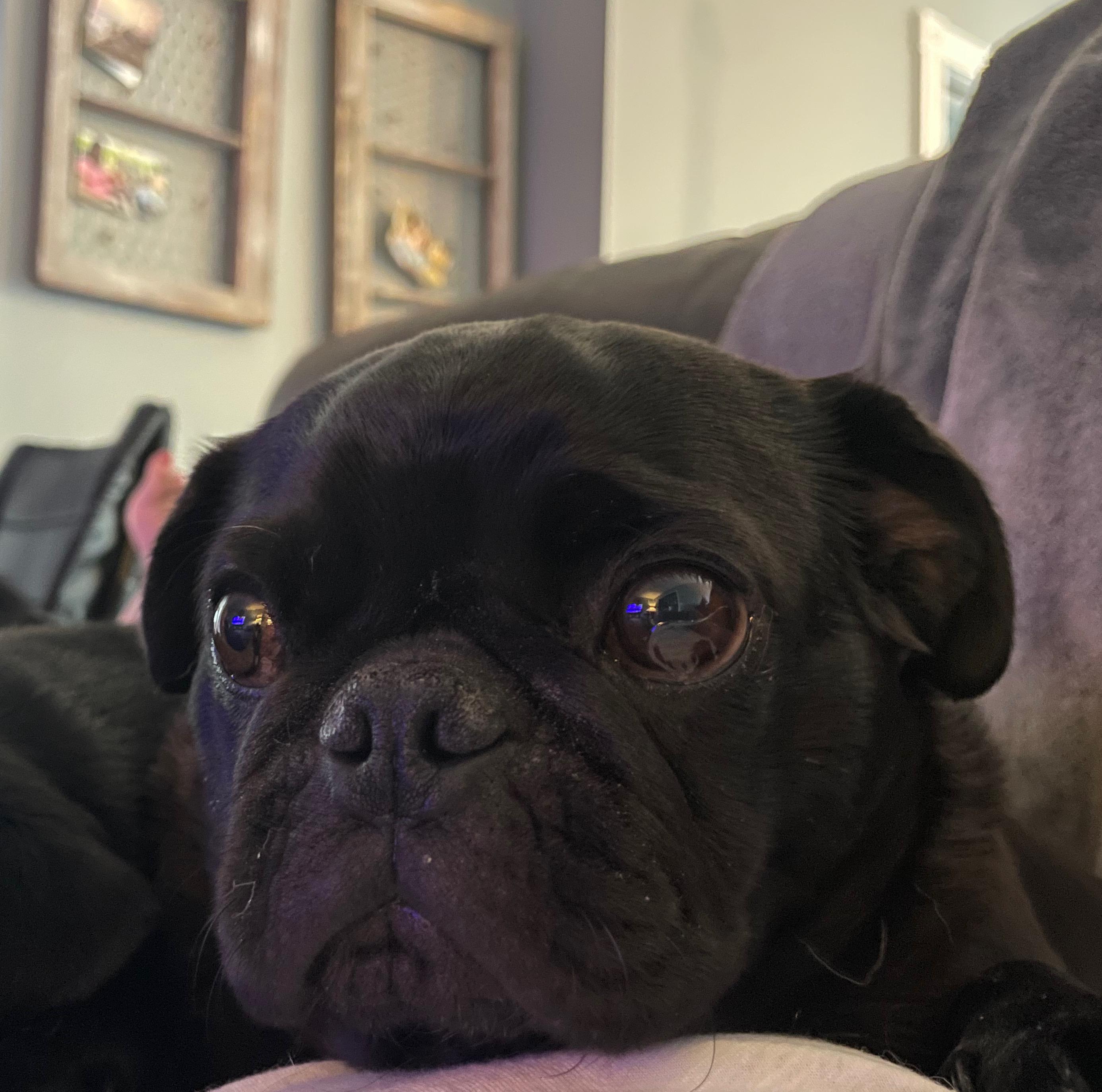 Pixie
