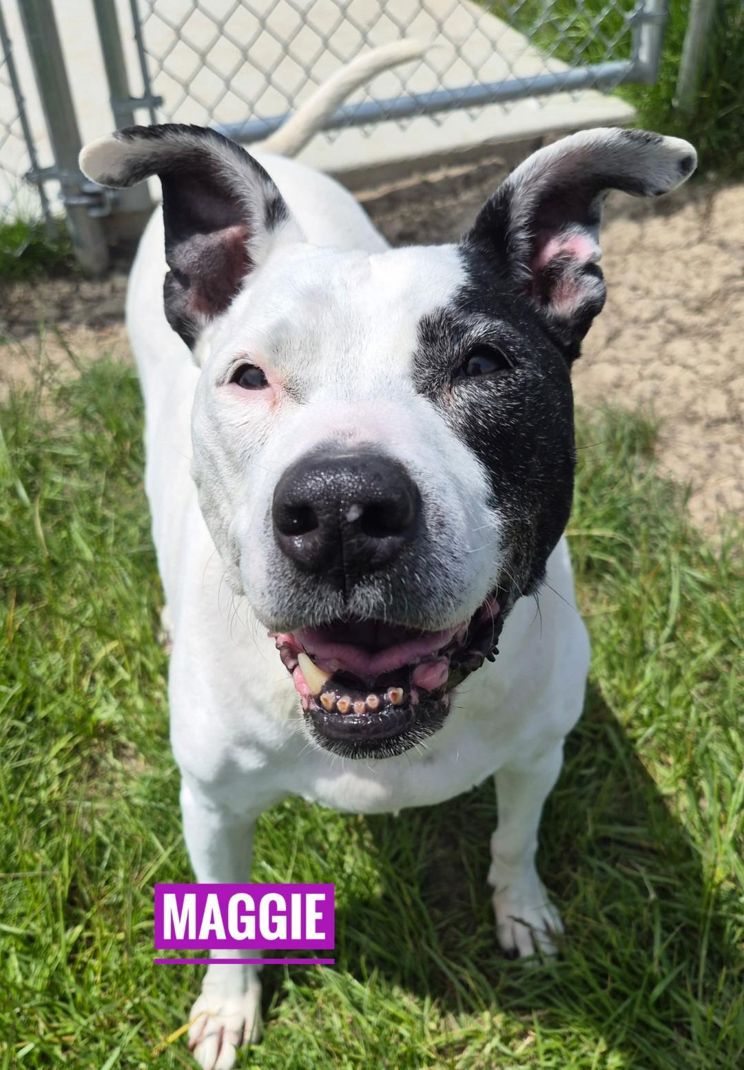 Maggie - Sponsored Fee, a ADOPTABLE mixed breed in Lapeer, MI image 2/6