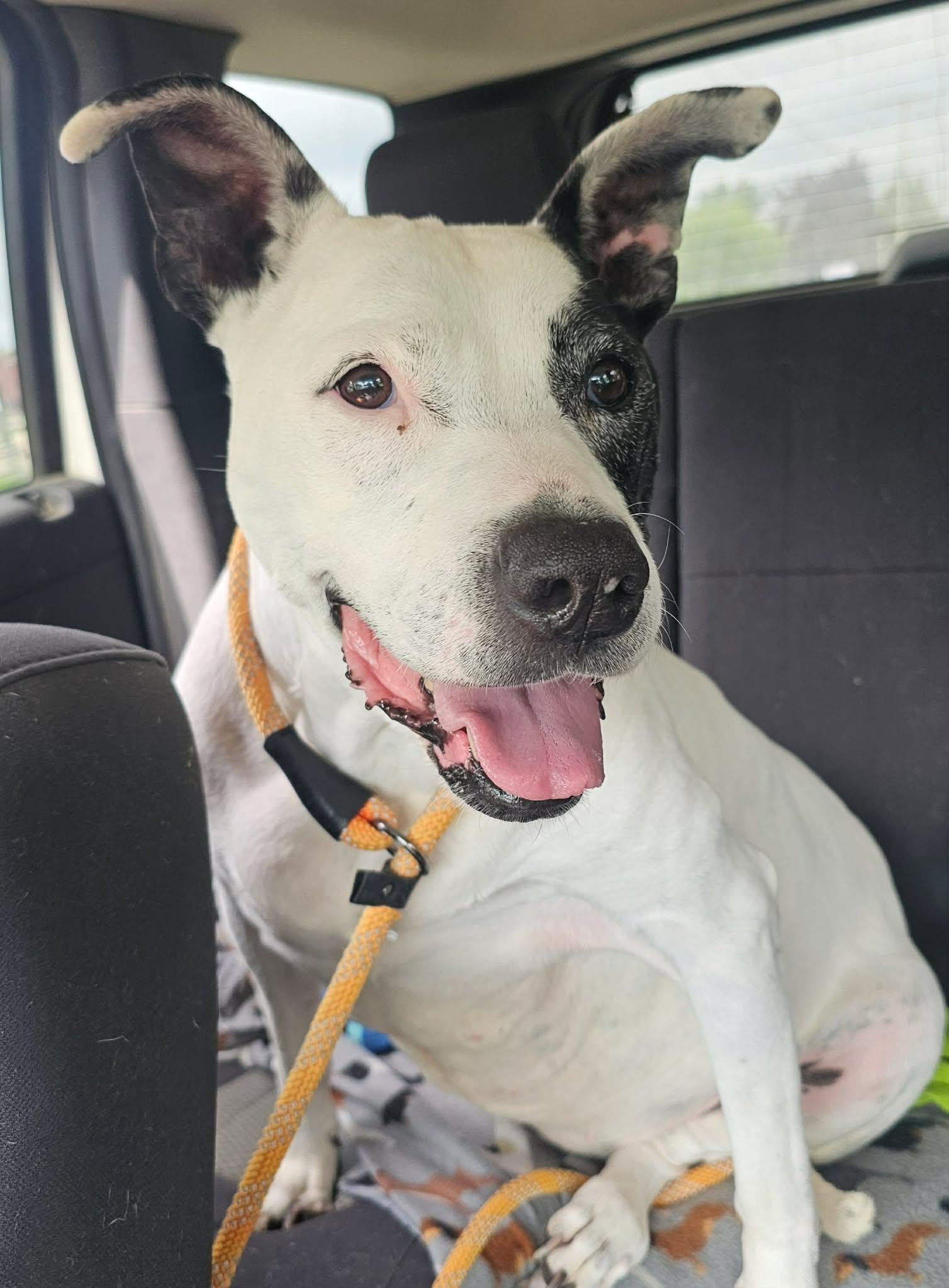 Maggie - Sponsored Fee, a ADOPTABLE mixed breed in Lapeer, MI image 3/6