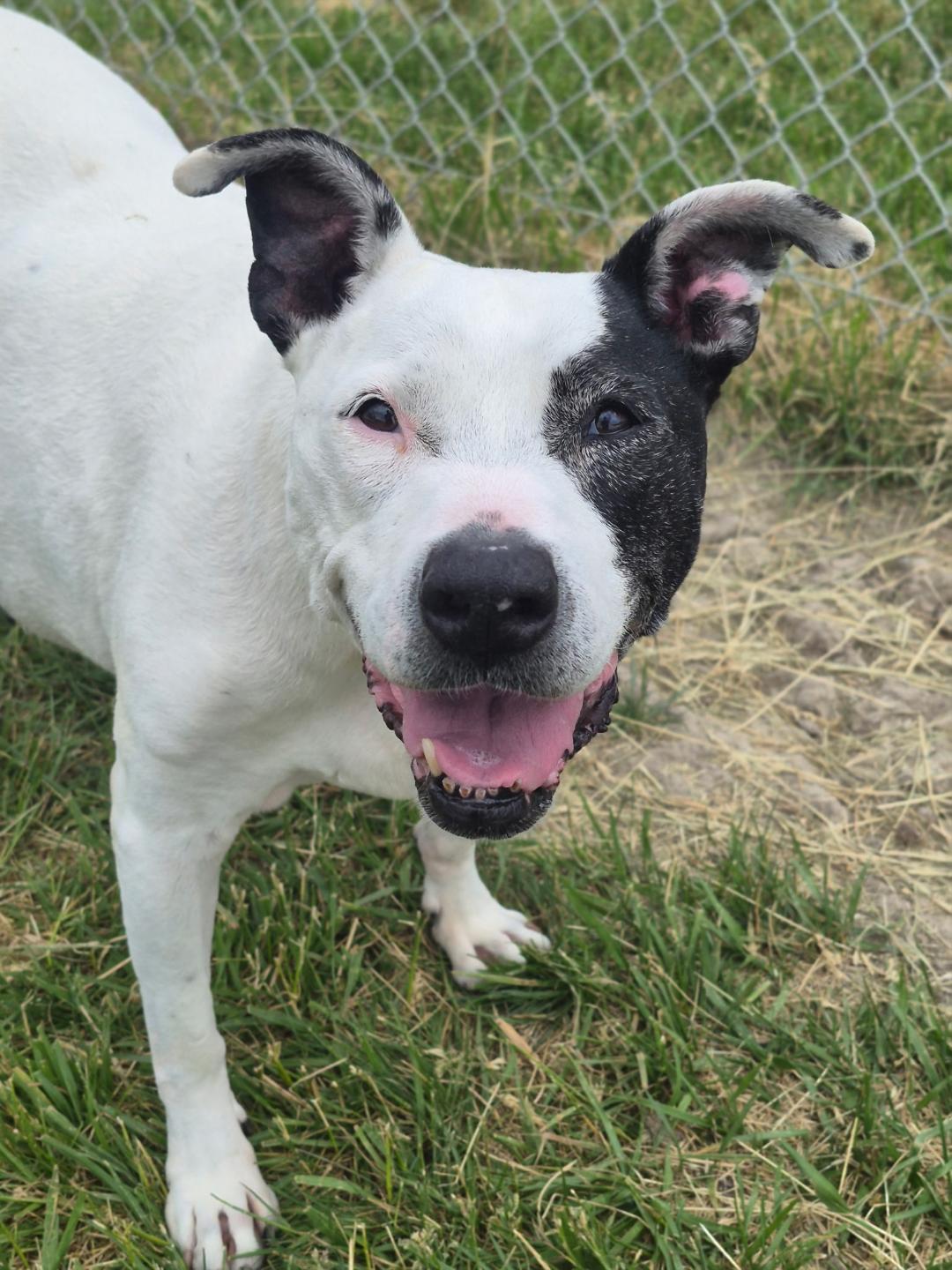 Maggie - Sponsored Fee, a ADOPTABLE mixed breed in Lapeer, MI image 4/6