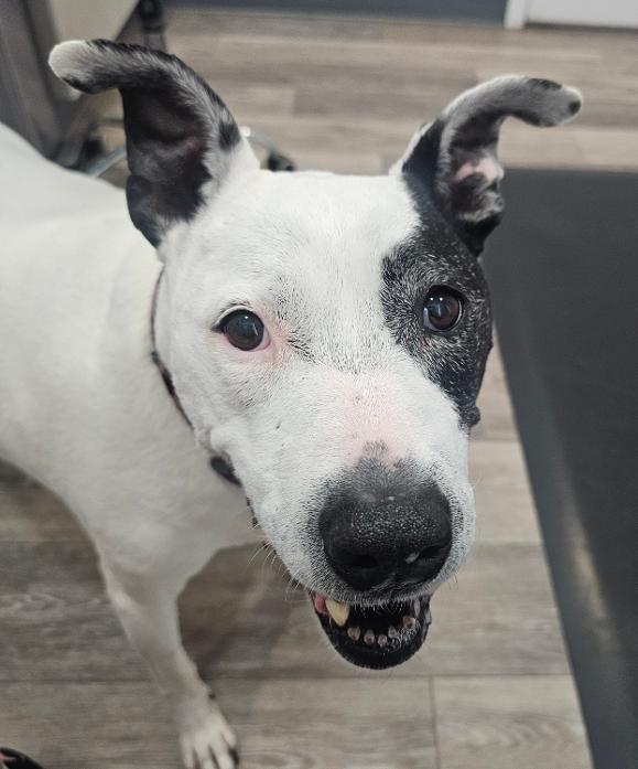 Maggie - Sponsored Fee, a ADOPTABLE mixed breed in Lapeer, MI image 5/6