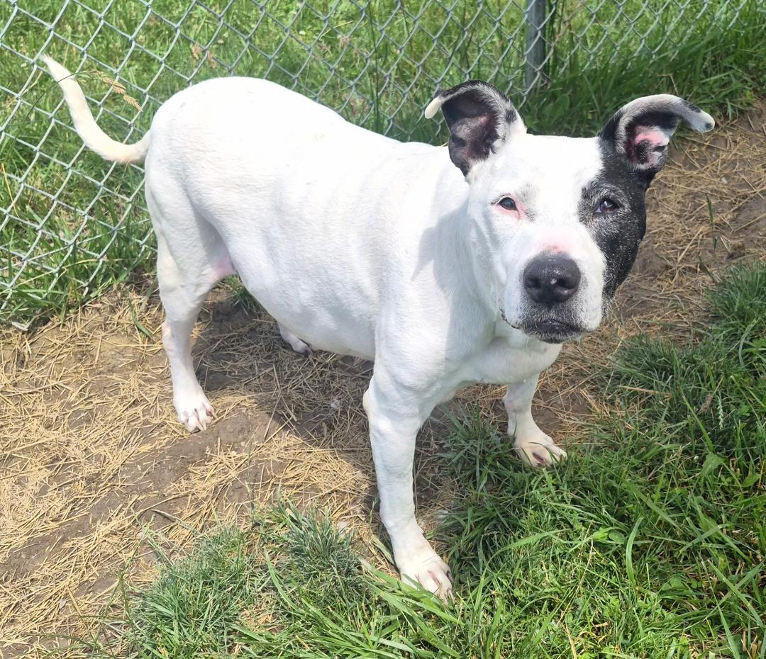 Maggie - Sponsored Fee, ADOPTABLE, Senior Female Mixed Breed & Pit Bull Terrier.